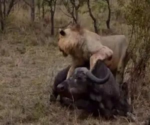 مستند حیات وحش؛ شیر سباع بوفالو رو تنها گیر آورد خرخرشو جویید گله رو سیر کنه