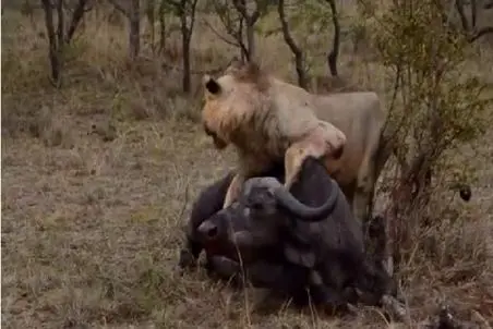 مستند حیات وحش؛ شیر سباع بوفالو رو تنها گیر آورد خرخرشو جویید گله رو سیر کنه