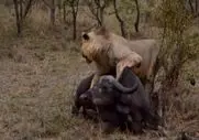 مستند حیات وحش؛ شیر سباع بوفالو رو تنها گیر آورد خرخرشو جویید گله رو سیر کنه