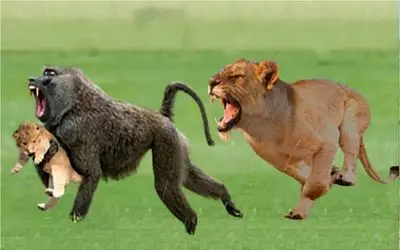 بدایع جیات وحش/ بابون شجاع در مقابل شیرها شیر شکارش رو از روی درخت به دهان گرفته