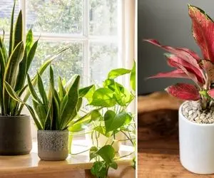 این گل ها هوای خونتو تصفیه میکنن؛ هم خوشگل و هم تمیز کننده! هر چند متر یه گل بذاریم؟