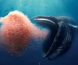 وحشیان اقیانوس؛ نهنگ خوک صفت با زبون چارتنیش ماهیارو میبلعه خونشونو تف میکنه تو دریا