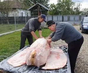 فرآوری خوک؛ خوک خیلی سنگین رو انداختن رو میز و کارد به دست هر کی یه جاش رو پاره کرد