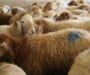قیمت دام زنده امروز ۱۹ اردیبهشت ۱۴۰۵ + جدول