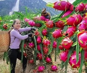 کشاورزی نوین؛ مزرعه کاشت دراگون که به طرز حیرت انگیزی شبا خوشگله روی هر درخت یه لامپ