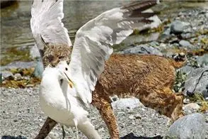 مستند حیات وحش / کاراکال بی‌رحم چطور پرندگان، مار و حتی کوسه‌ها را از پای در می‌آورد