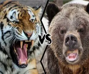 نبض وحش؛ جنگ ببر و خرس برای تصاحب طعمه بی جان