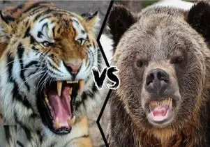 نبض وحش؛ جنگ ببر و خرس برای تصاحب طعمه بی جان