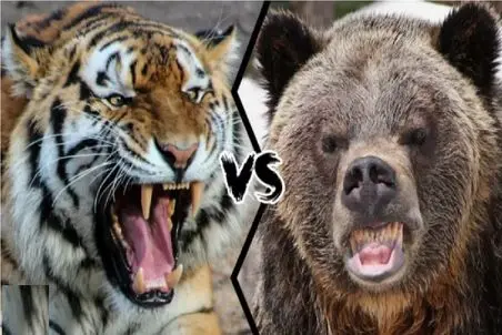 نبض وحش؛ جنگ ببر و خرس برای تصاحب طعمه بی جان