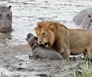 مستند حیات وحش؛ شیر از کرده پشیمان شد