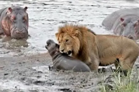 مستند حیات وحش؛ شیر از کرده پشیمان شد