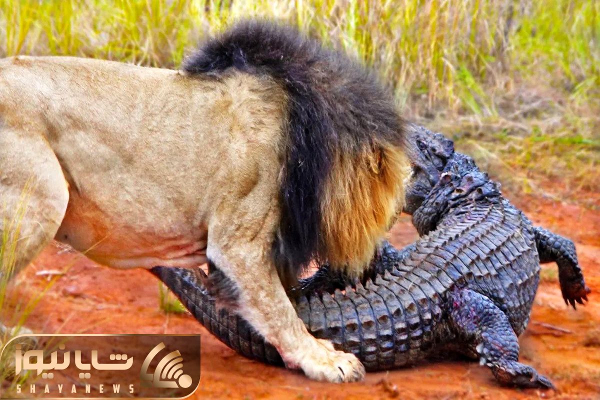 liones attack crocodil shayanews