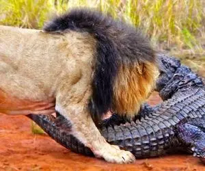 از جذابیت های حیات وحش؛ وقتی چند شیر کروکودیل تنها گیر میارن و حسابی از خجالتش درمیان!