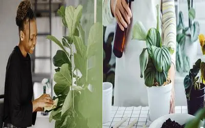 برگ گیاهاتم نیاز به تمیزی داره/ ترفندهای ساده برای پاک کردن گرد و غبار از برگ‌ ها