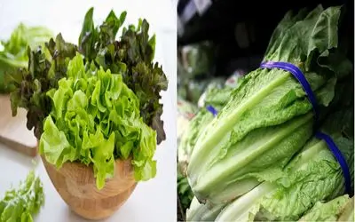 رازهای ماندگاری طولانی کاهو در یخچال/ چگونه کاهو را یک ماه سالم و تازه نگه داریم؟