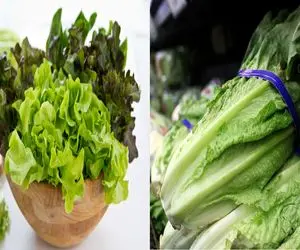 رازهای ماندگاری طولانی کاهو در یخچال/ چگونه کاهو را یک ماه سالم و تازه نگه داریم؟