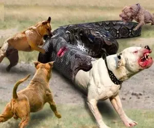 شاهکار حیات وحش؛ پیتون غول حین بلع سگ پیت بول توسط کفتارهای ددمنش مثله شد