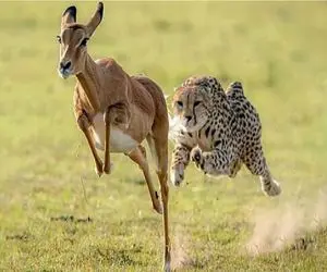 وقایع حیات وحش/چیتا لقمه گنده تر از دهنش برداشته که تو گلوش گیر میکنه