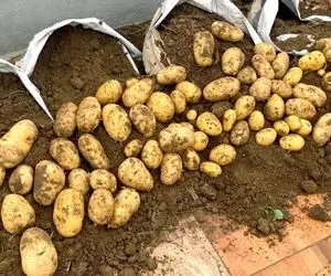 ایده های خلاقانه؛ میشه تو تراس سیب زمینی کاشت؟ چرا که نه تو گونی بکار کلی محصول میده