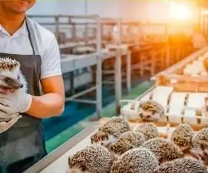 کارخانه حیوانات؛ جوجه تیغی رو پروار می بندن و تیغ هاش رو می کنن و تو تابه کباب می کنن