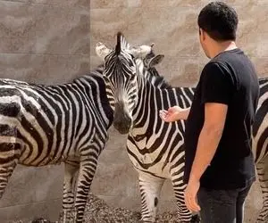 دومین گور خر باغ وحش صفادشت هم تلف شد!