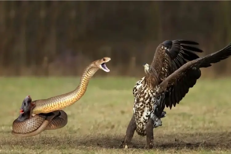 قلمرو حیوانات؛ سرکشی مار در مقابل عقاب