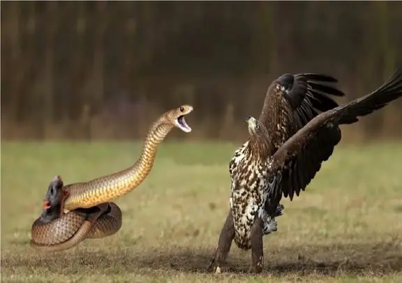 قلمرو حیوانات؛ سرکشی مار در مقابل عقاب