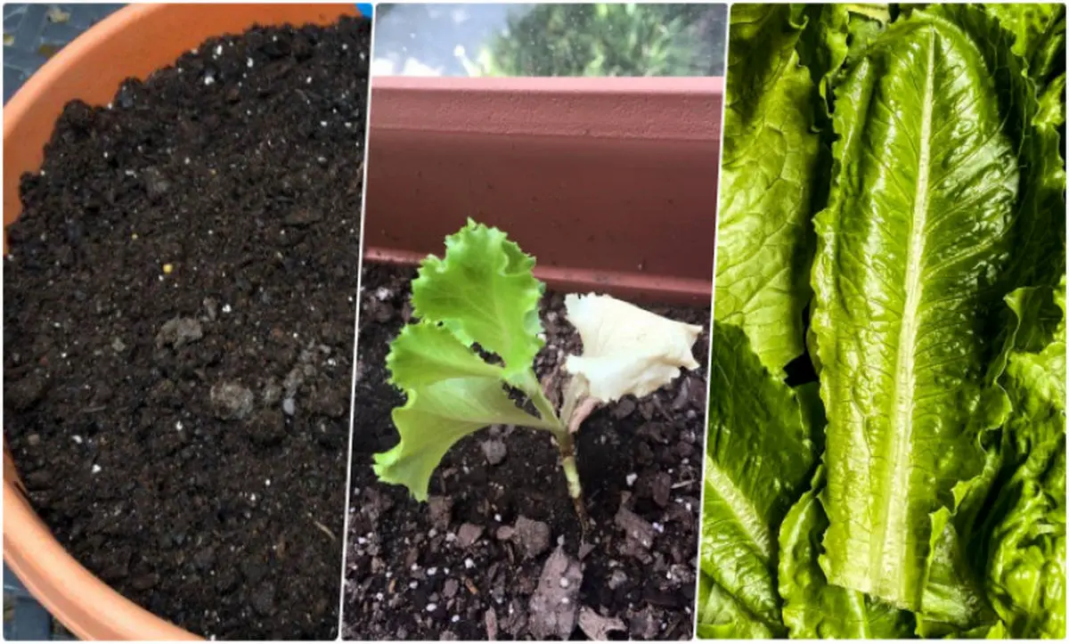 planting-lettuce-1