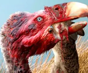 نارام زیان؛ کرکس لاشخور بابون های نحیف رو از رو درخت قاپید شرحه کرد بلعید