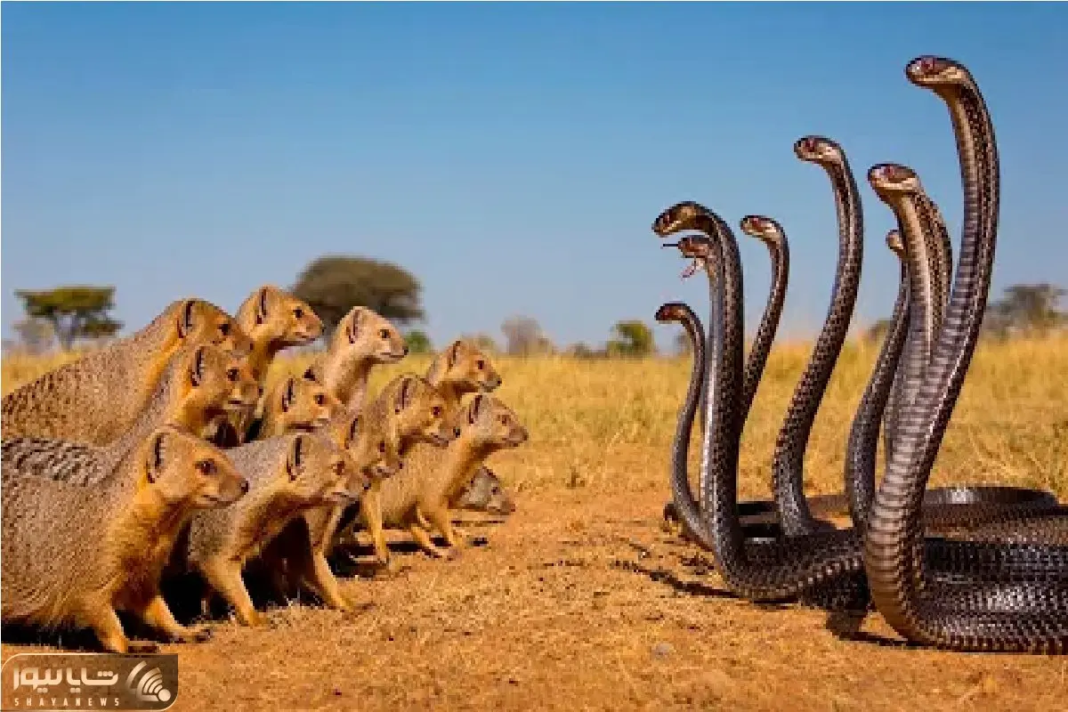 مستند حیات وحش / کارزار نهایی مانگوس بی‌باک و کبری زهرآگین برای سلطه بر قلمرو