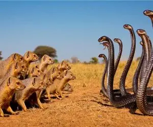 مستند حیات وحش / کارزار نهایی مانگوس بی‌باک و کبری زهرآگین برای سلطه بر قلمرو