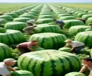 کشاورزی نوین؛ هندونه پرورش دادن مکعبی هم قواره آدم میتونن به عنوان خونه توش زندگی کنن