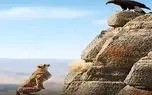 معماری طبیعت؛ عقاب گذاشت یوزپلنگ فک کنه بچه زرنگه؛ آخر ملعبه اش کرد