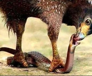 از جذابیت‌های حیات وحش؛ چشم مار دنبال بچه عقاباست ولی عقاب چشم مارو در میاره
