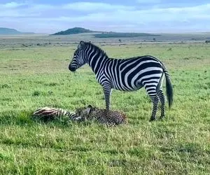 مستند حیات وحش؛ بی قراری گورخر مادر وقتی یوزپلنگ داشت بچه اش رو می خورد