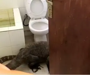 مستند حیات وحش؛ اژدهای کومودو رفت سر توالت فرنگی برای رفع حاجت یا بازیگوشی؟