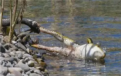 بدایع حیات وحش؛ مار نحیف قورباغه اندازه توپ بسکتبال تو شکمش ذوب کرد