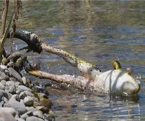 بدایع حیات وحش؛ مار نحیف قورباغه اندازه توپ بسکتبال تو شکمش ذوب کرد