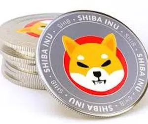 شیبااینو زیر و رو می شود؟!