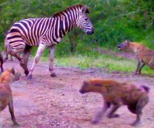 از جذابیت های حیات وحش؛ کفتارهای قبیح گورخر دوره کردن و بعد کلی دنبال بازی هلاکش کرد