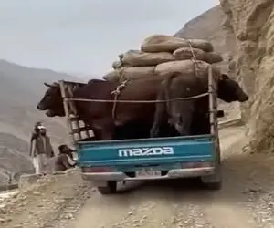 معماری طبیعت؛ گاوها سر خل بازی راننده تلف شدن