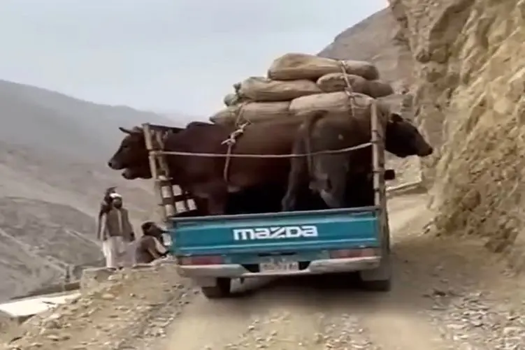 معماری طبیعت؛ گاوها سر خل بازی راننده تلف شدن