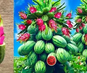 کشاورزی نوین؛ با کمک تخم مرغ و ژل آلوئه ورا هندوانه اژدهایی کشت کردن تماشایی