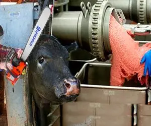 فرآوری بوفالو؛ بوفالو زنده رو میذارن تو چرخ تا گوشت و استخونش با هم چرخ بشه