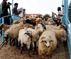 قیمت دام زنده امروز ۲ اسفند 1404 + جدول