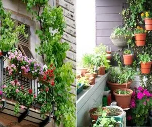 گیاهان مقاوم به گرما برا بالکن / آفتاب تابستون اینارو کج و معوج نمیکنه سینه سپرن جلوش