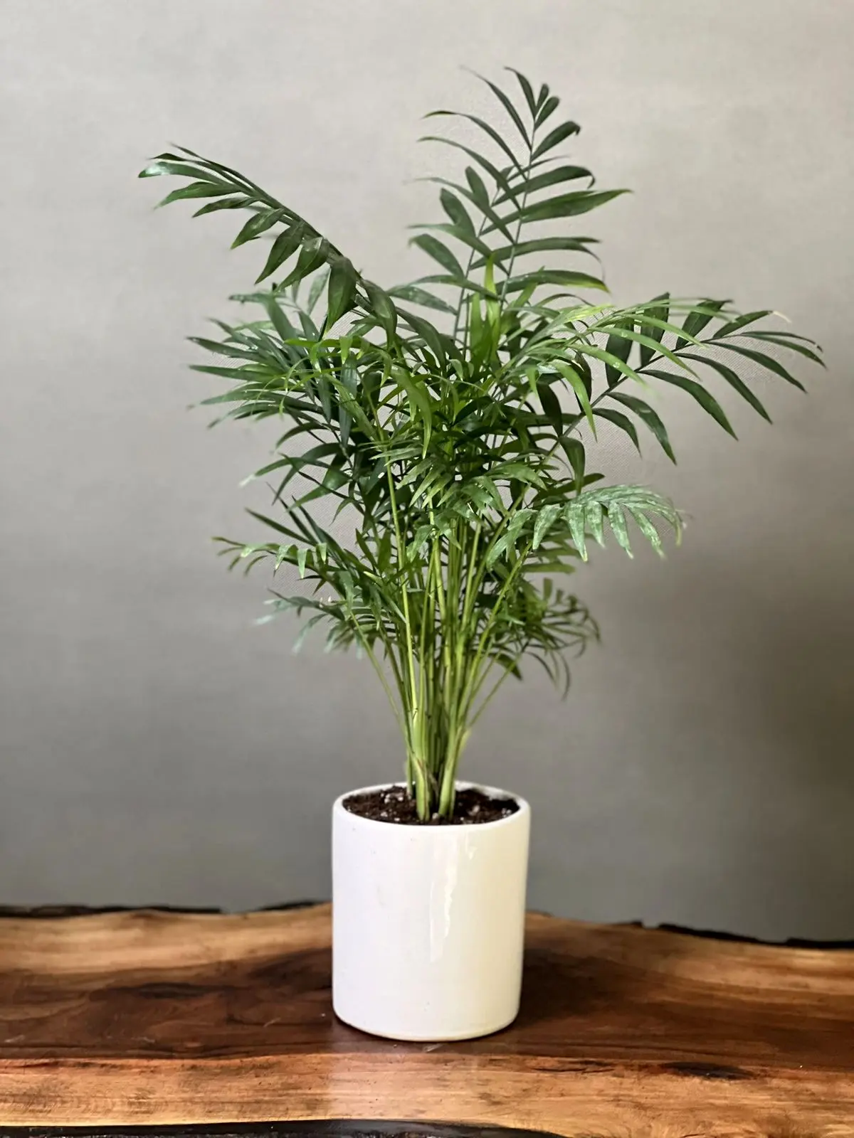 گیاه4