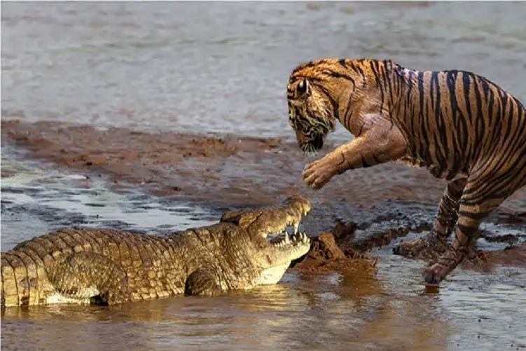 مستند حیات وحش؛ ببر؛ تمساح