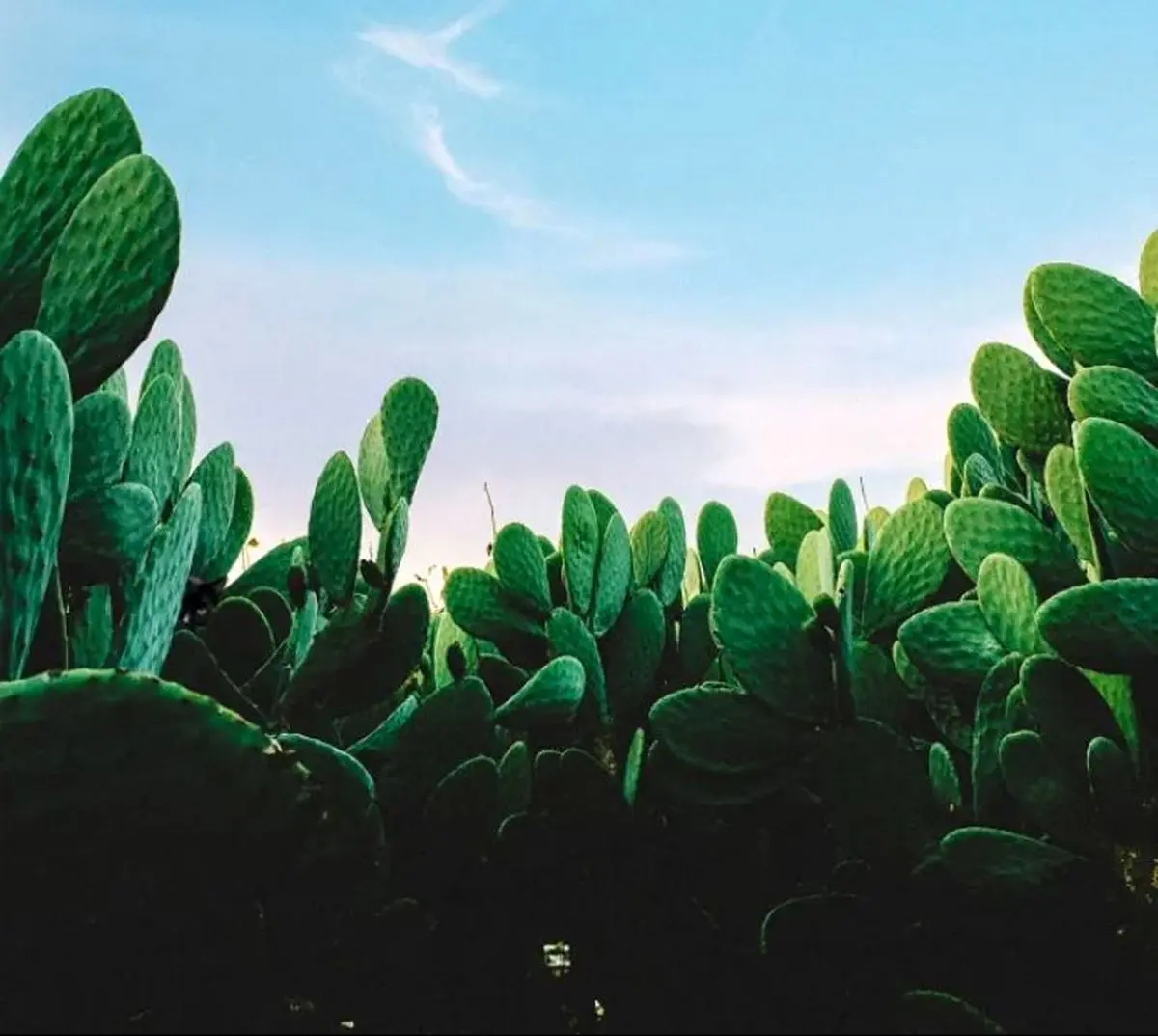 spot the cat in cactus