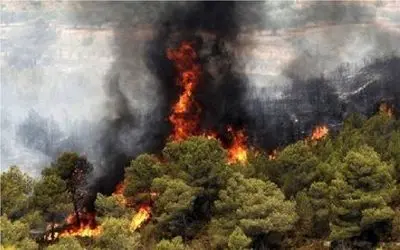 وسعت آتش‌سوزی در جنگل‌های درازنو چقدر است؟